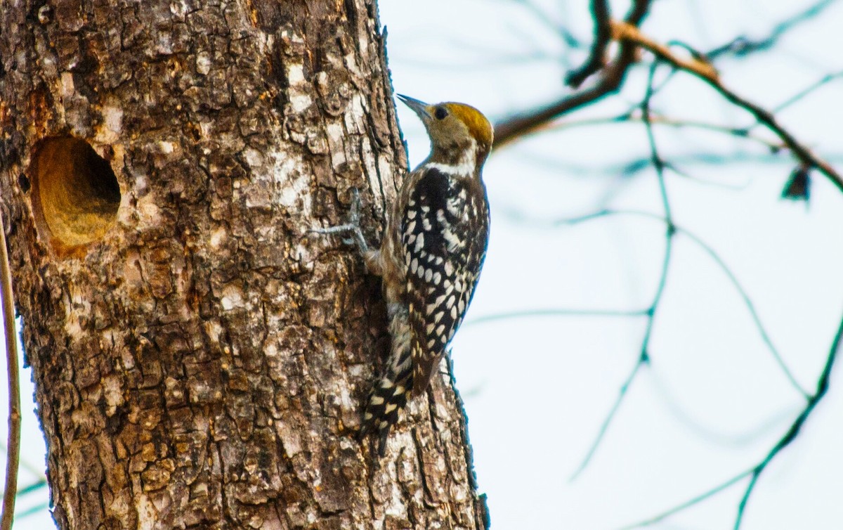 woodpecker sp. - ashish salgaonkar