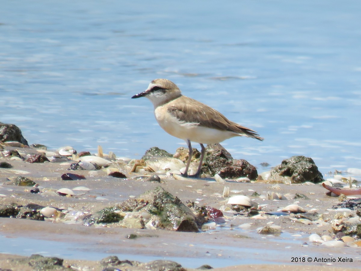White-fronted Plover - ML143841791