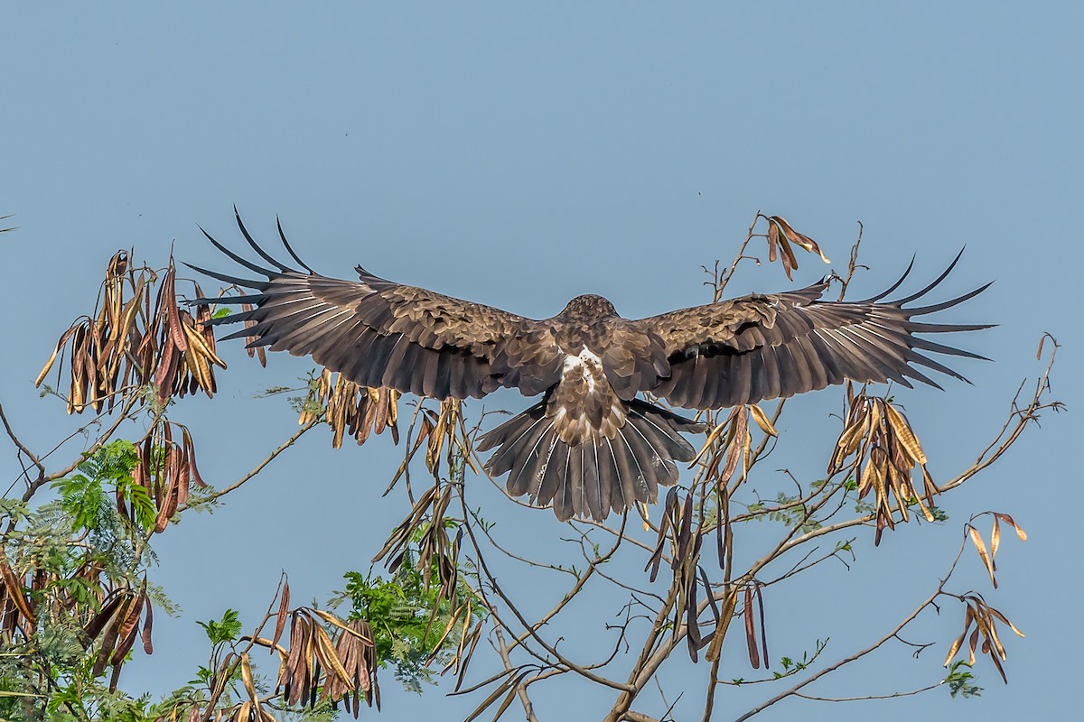 Short-toed Snake-Eagle - Nitin Chandra