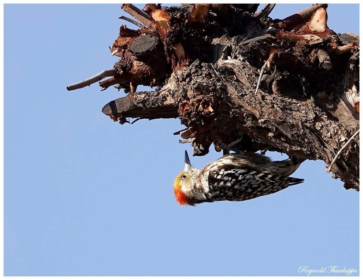Yellow-crowned Woodpecker - ML143843331