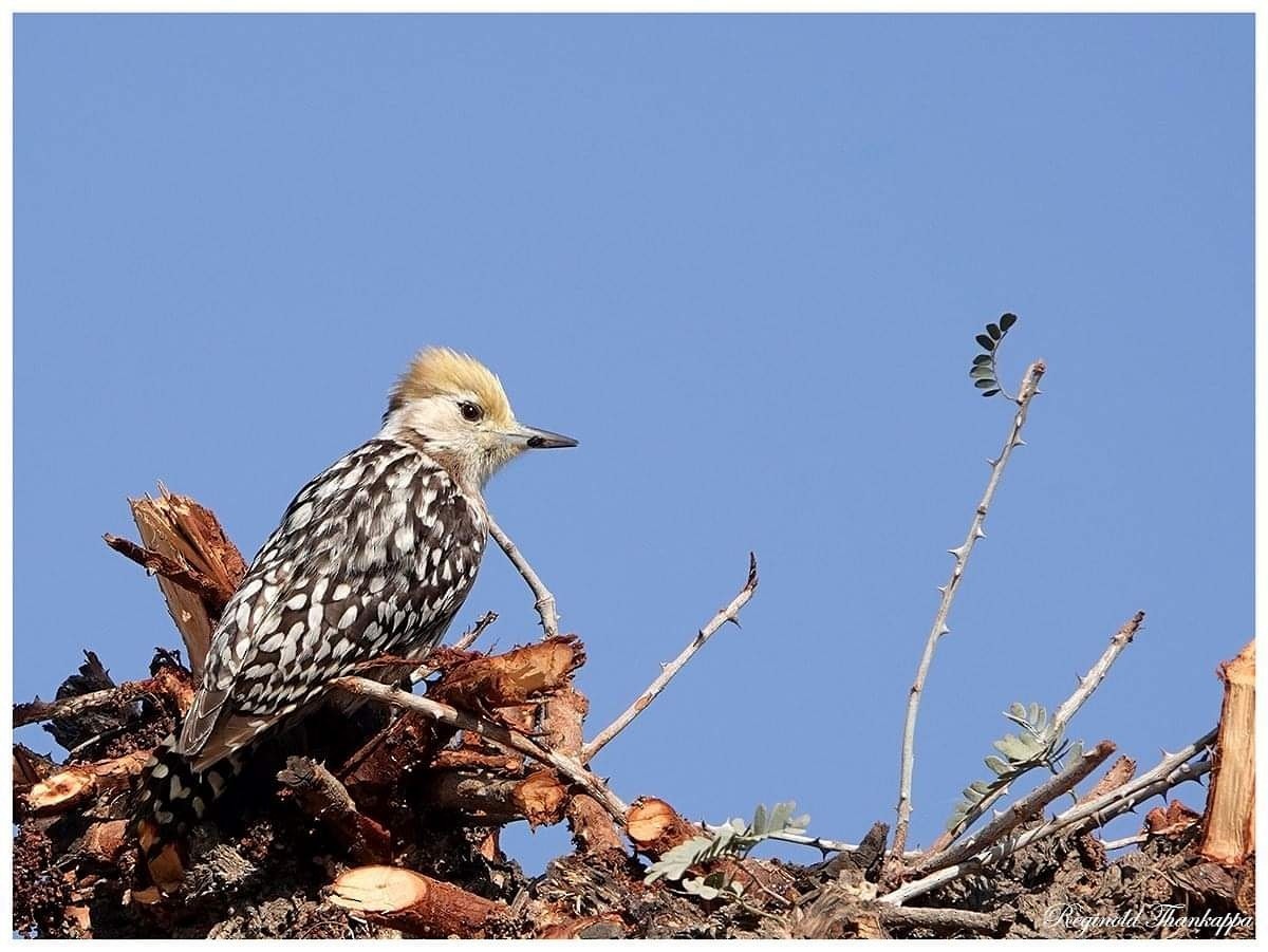 Yellow-crowned Woodpecker - ML143843371