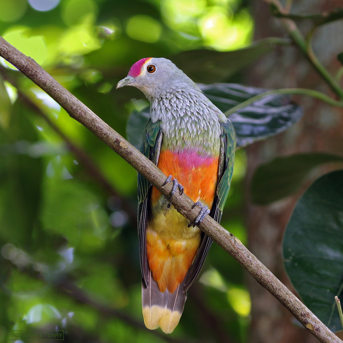 Rose-crowned Fruit-Dove - Roksana and Terry