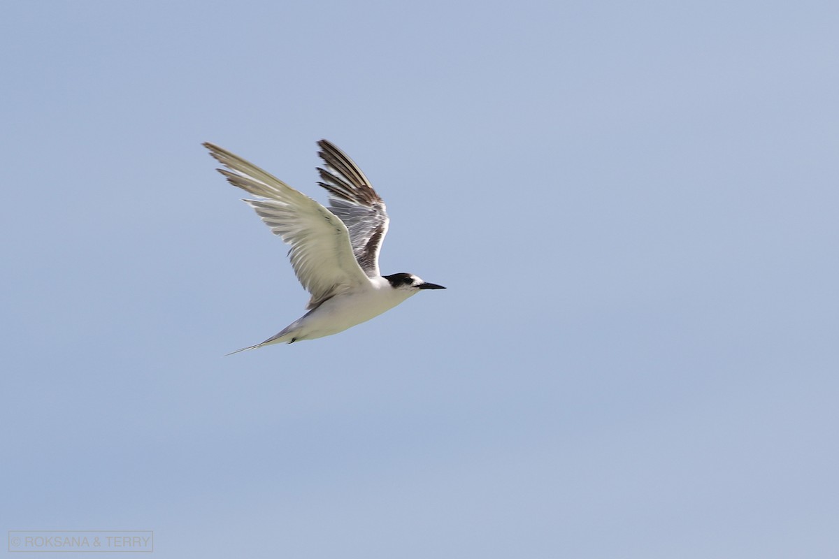Common Tern - Roksana and Terry