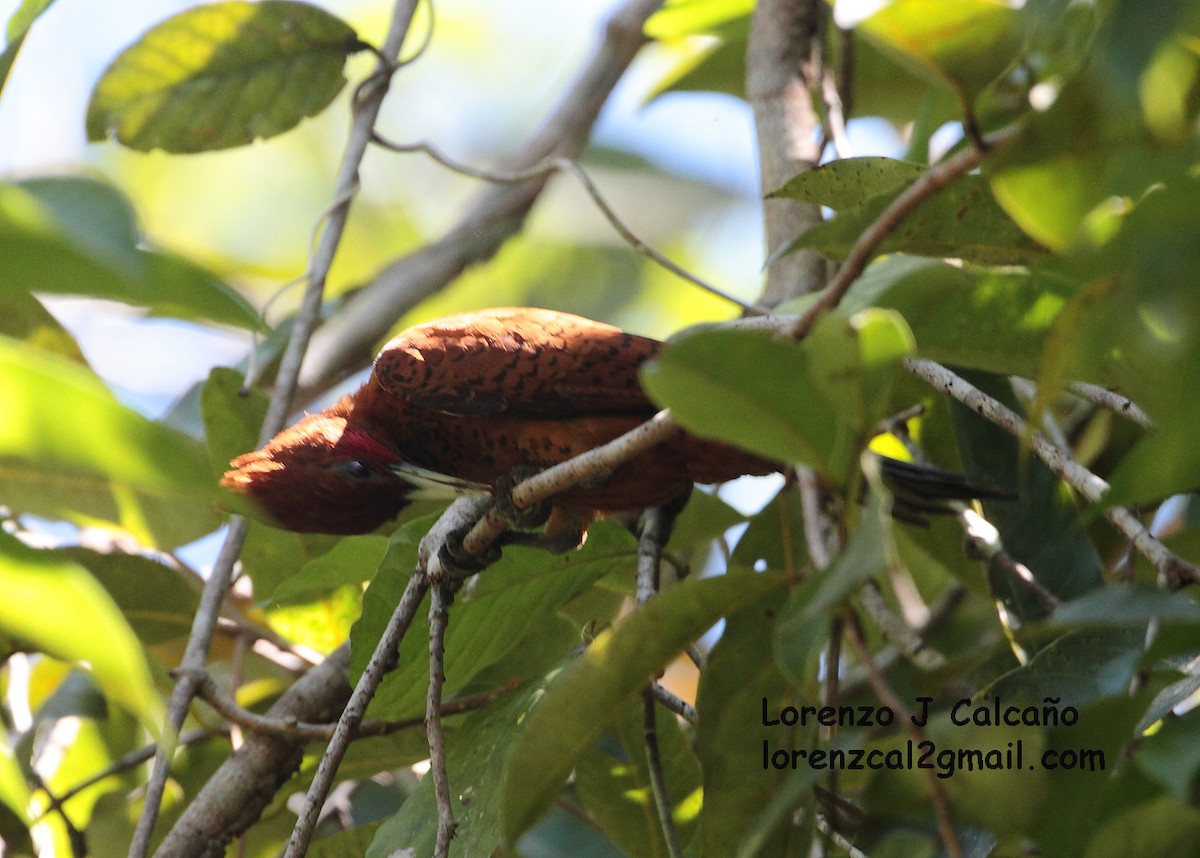 Chestnut Woodpecker - Lorenzo Calcaño