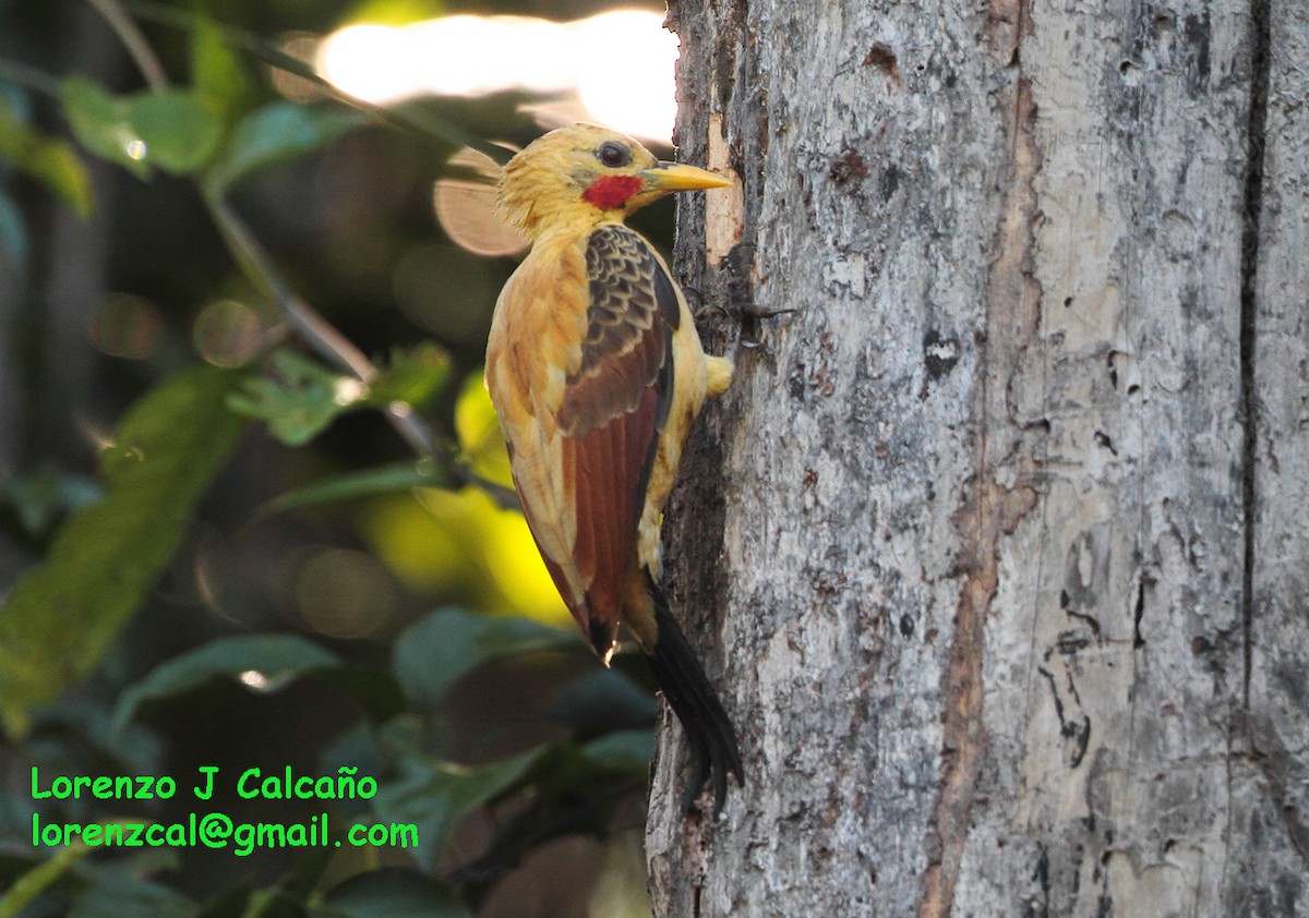 Cream-colored Woodpecker - Lorenzo Calcaño