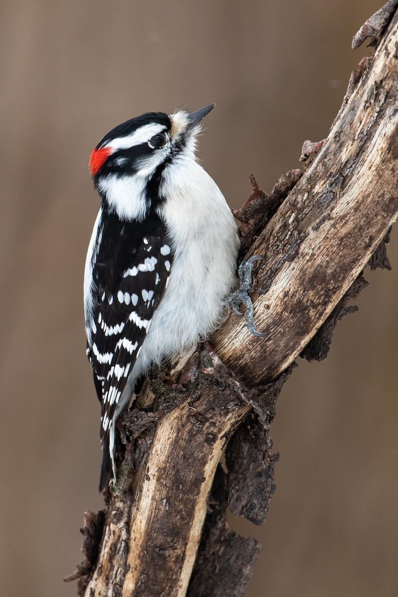 Downy Woodpecker - ML143847591