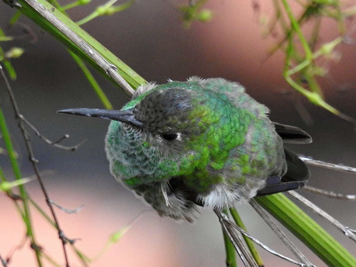 Glittering-throated Emerald - Thays Hungria