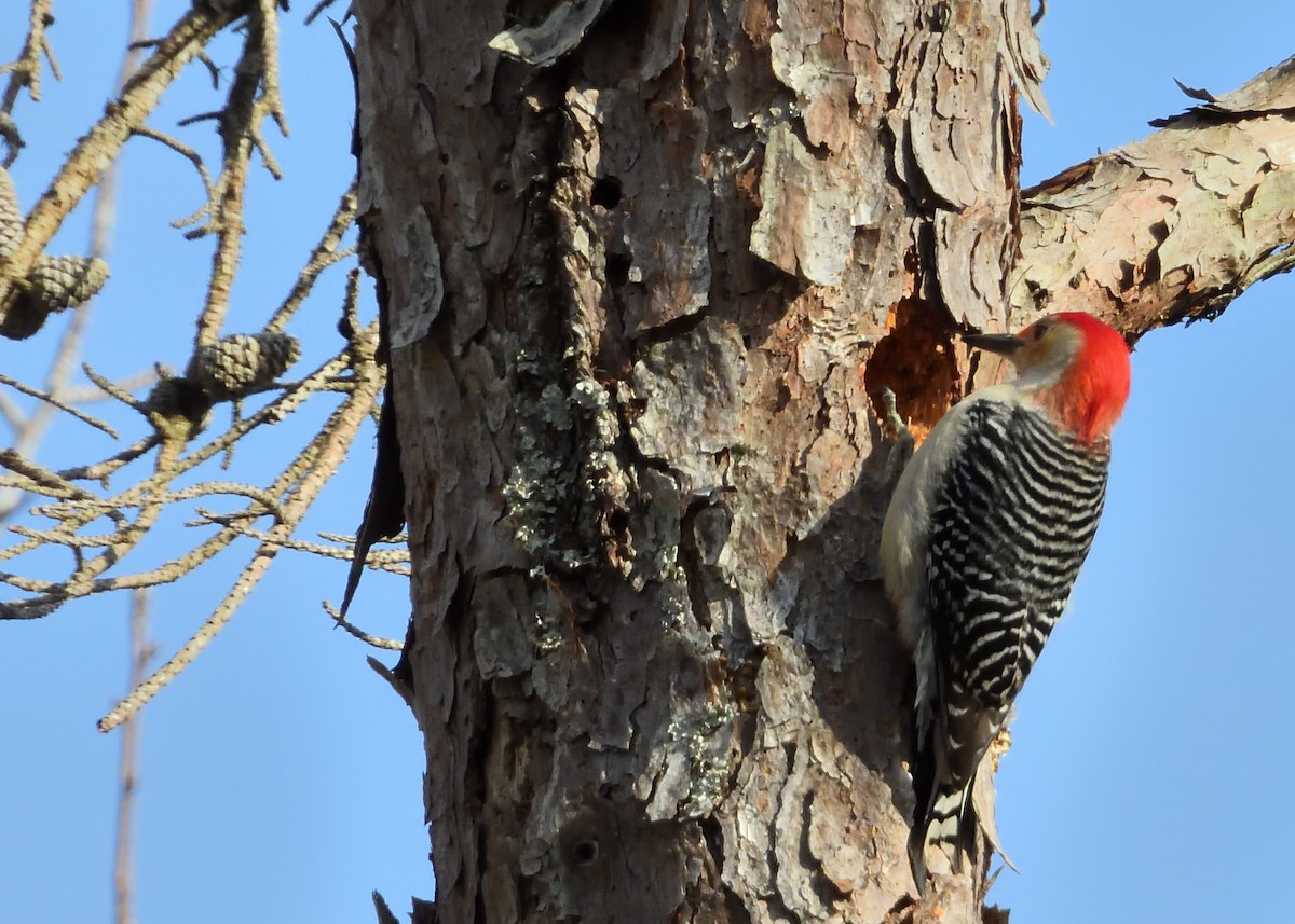 Red-bellied Woodpecker - ML143851801