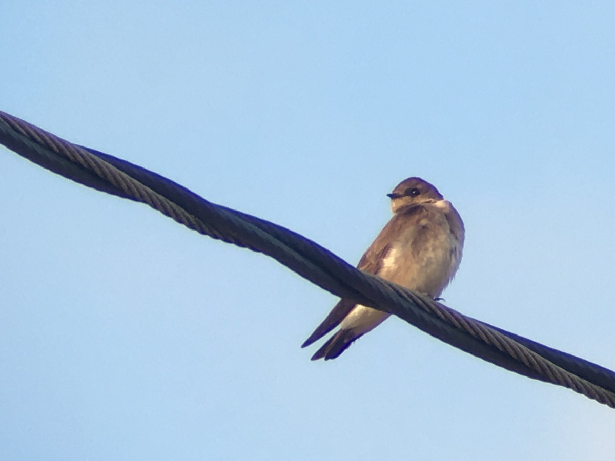 Northern Rough-winged Swallow - Kevin Kubach