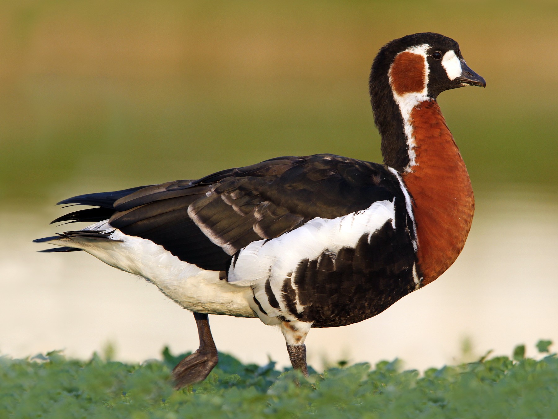 Red-breasted Goose - Christoph Moning