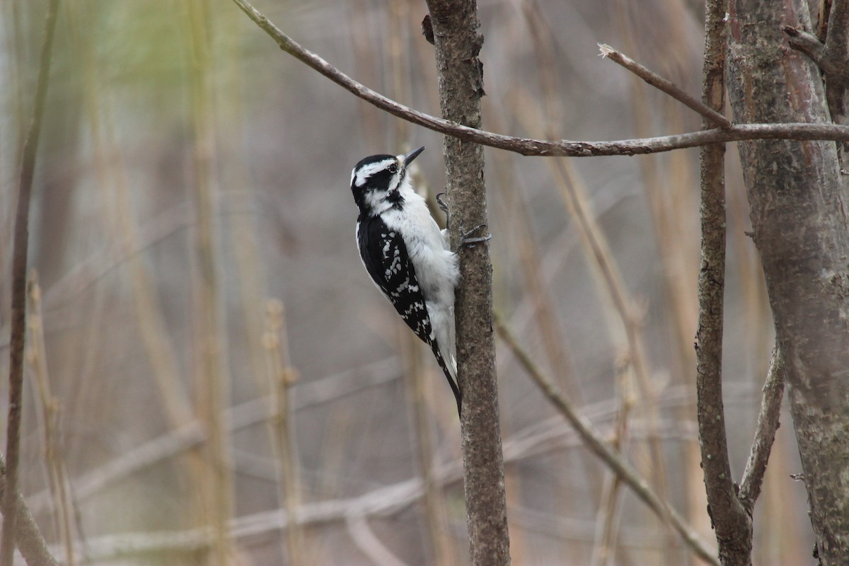 Hairy Woodpecker (Eastern) - Donald Jones