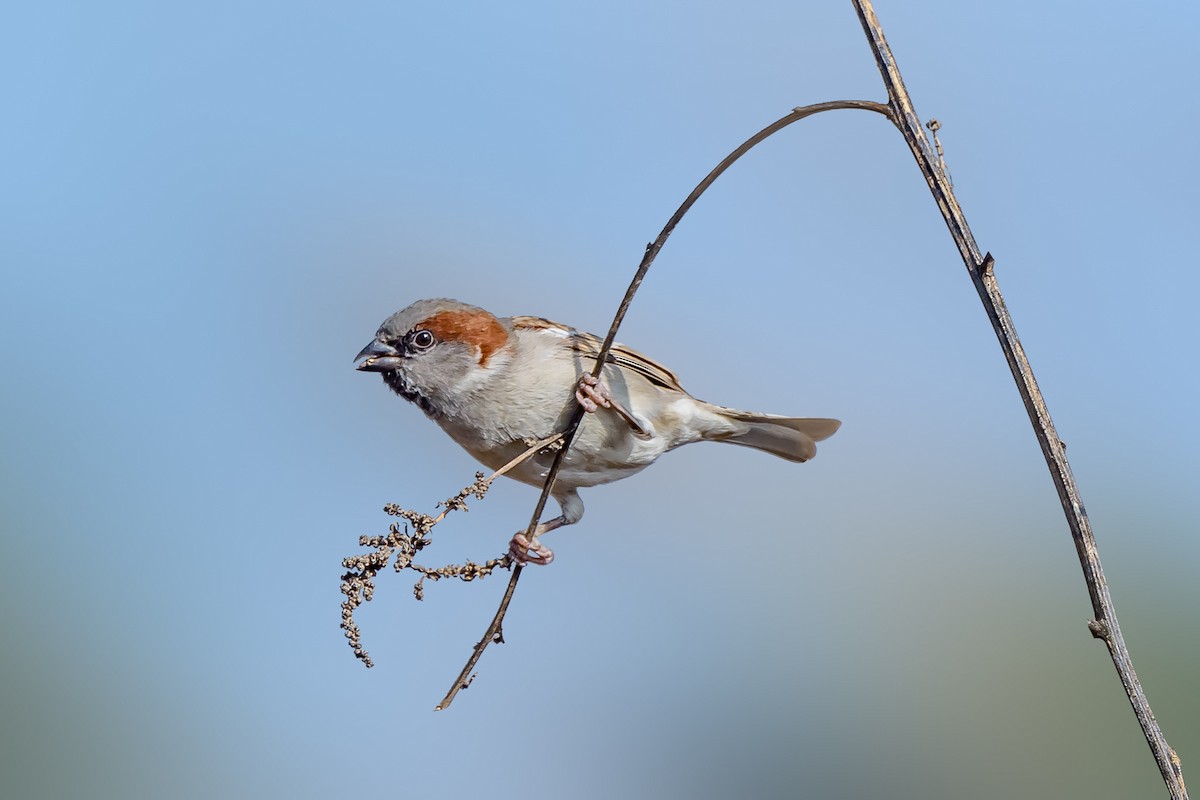 Sind Sparrow - Nitin Chandra
