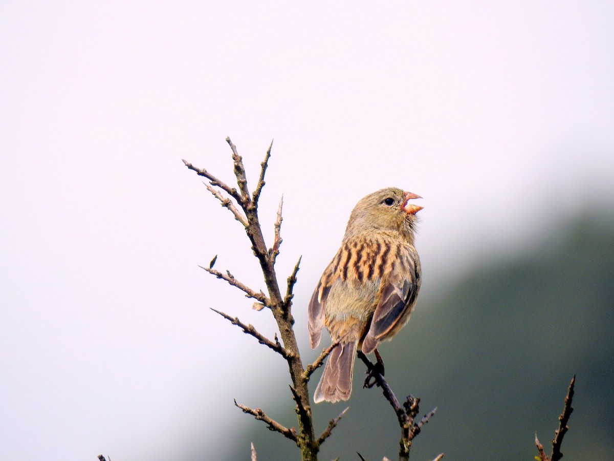 Plain-colored Seedeater - ML143857041