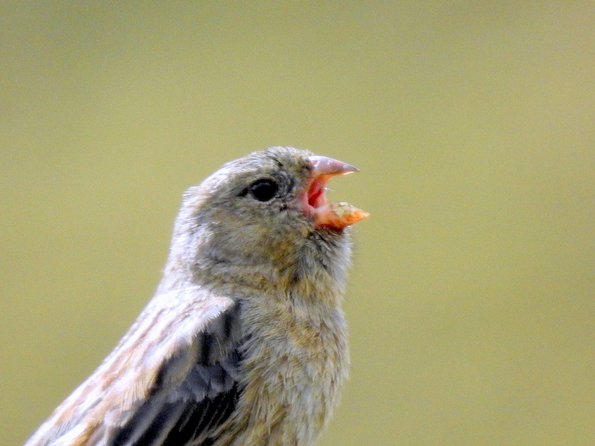 Plain-colored Seedeater - ML143857071