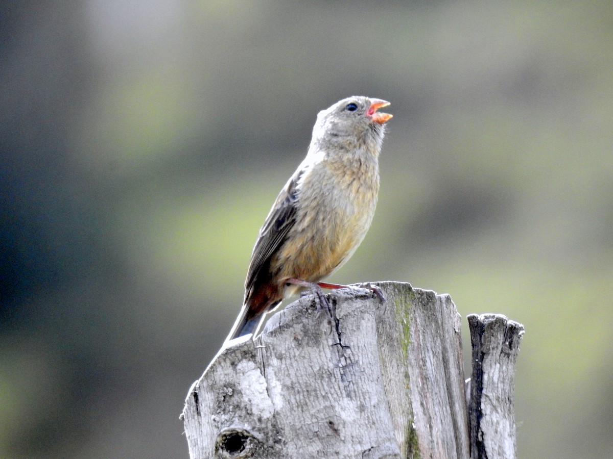 Plain-colored Seedeater - ML143857101