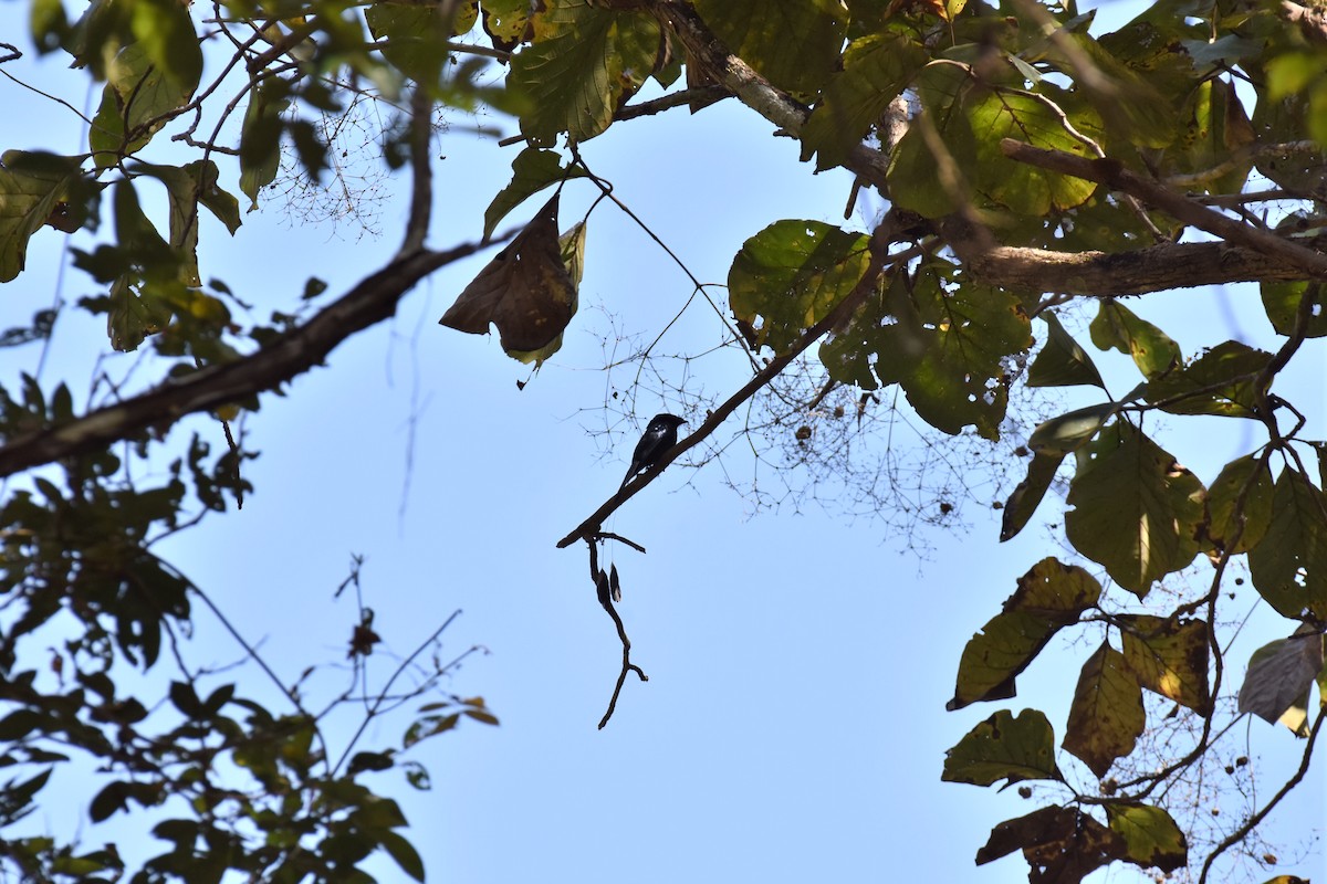 Lesser Racket-tailed Drongo - ML143857481