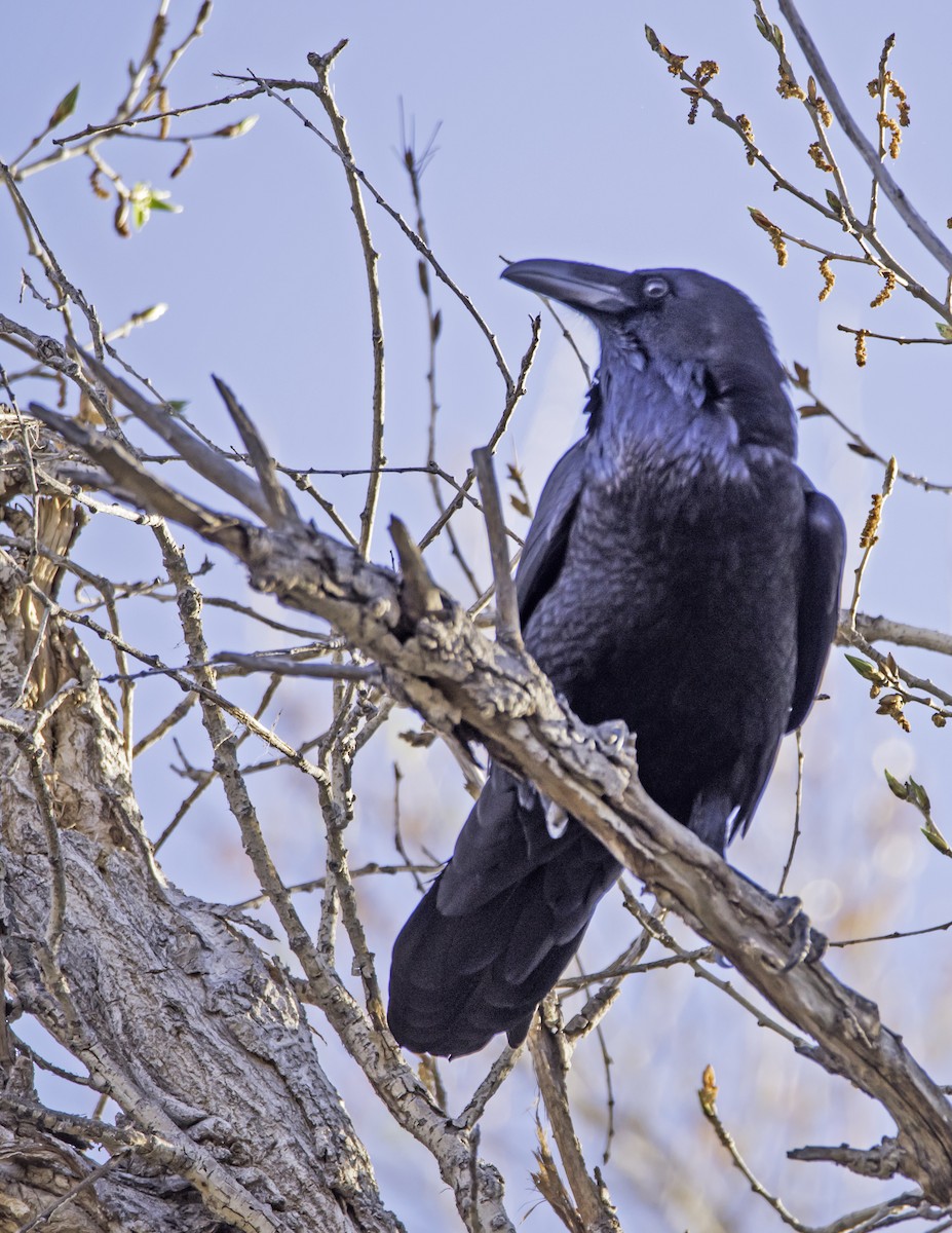 Common Raven - james poling