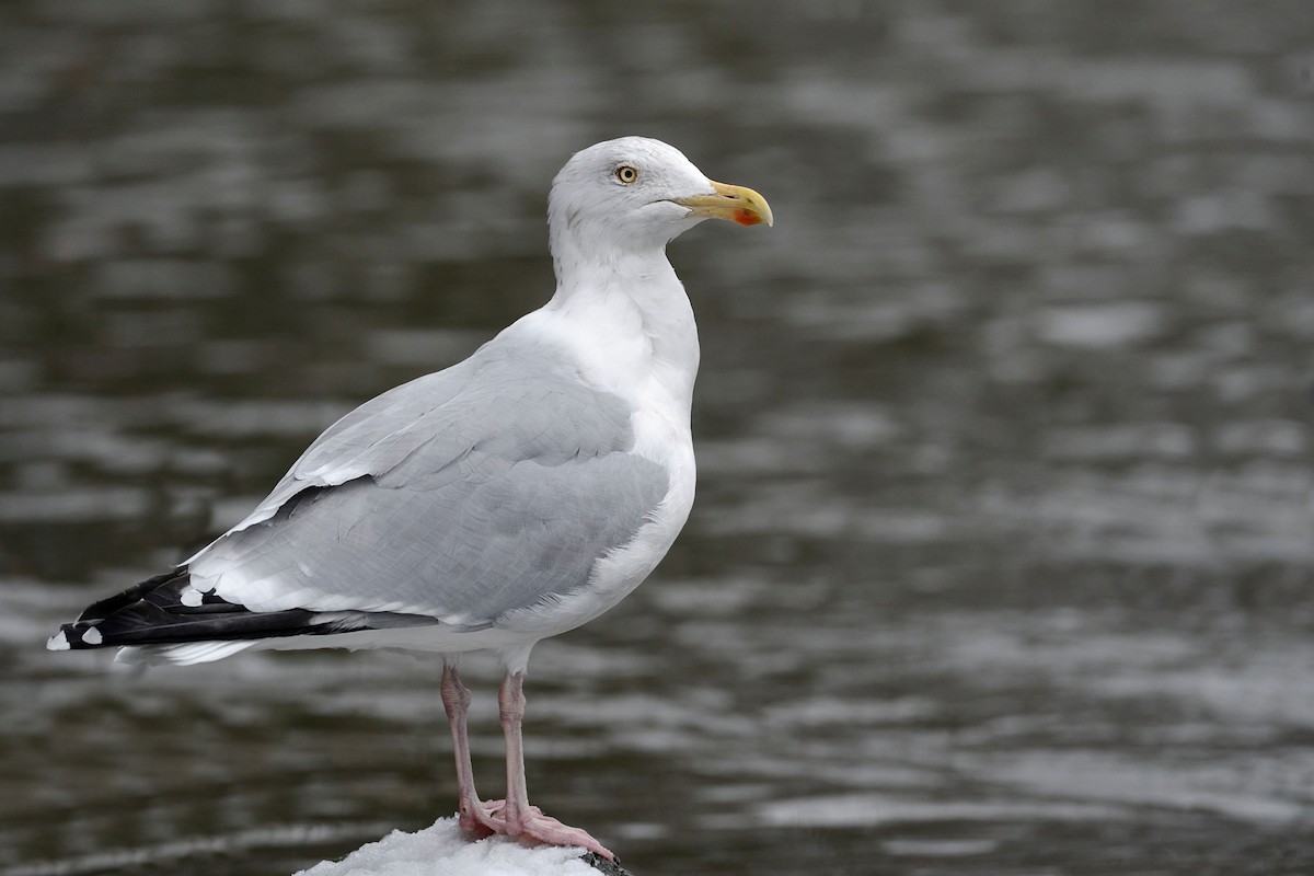 Herring Gull (European) - Hans Norelius
