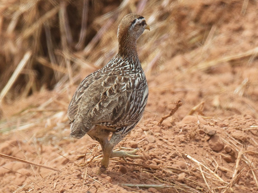 Double-spurred Francolin - Chris Wood