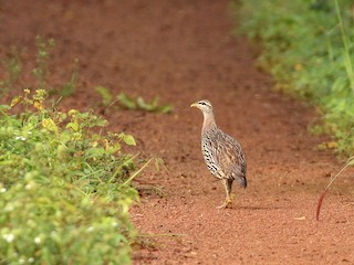 バムとケロ ロボロフスキー🐹 11匹の赤ちゃんを産んだハムスターの写真特集