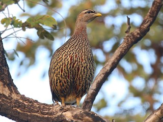 フタツケズメシャコ - eBird