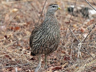  - Double-spurred Spurfowl