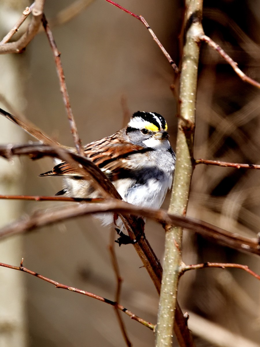 White-throated Sparrow - Jack Verdin