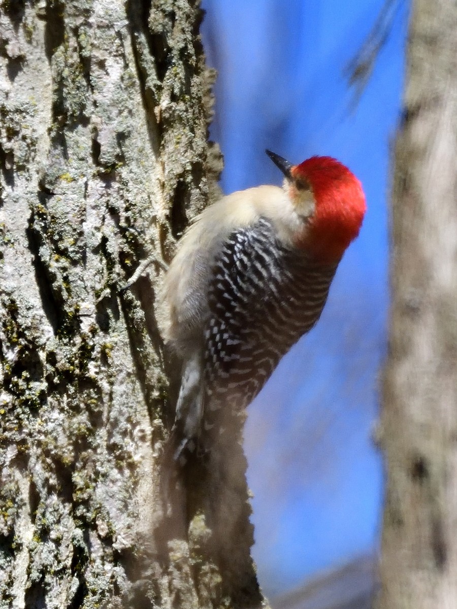 Red-bellied Woodpecker - ML143860281