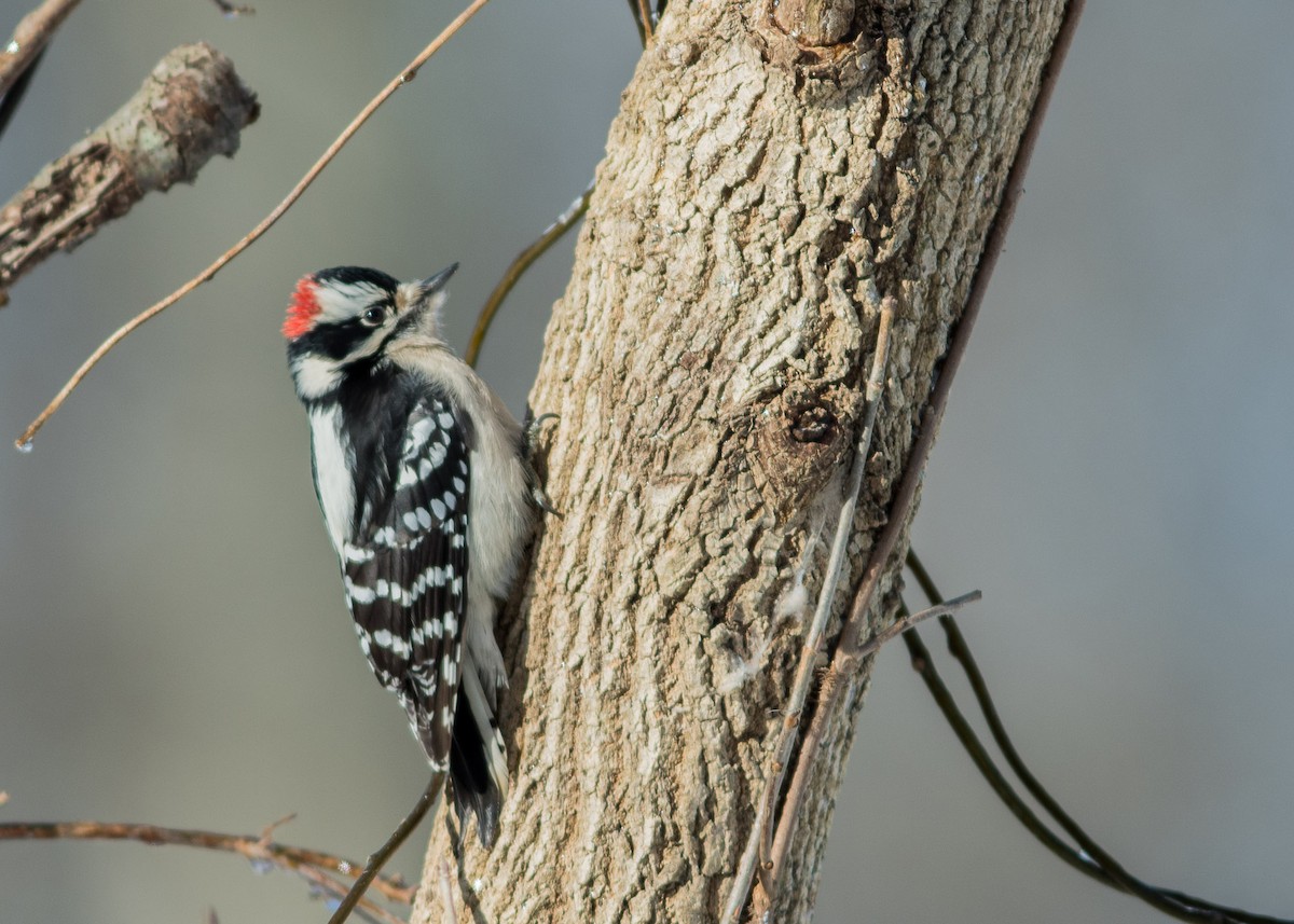 Downy Woodpecker - Ed Bremer