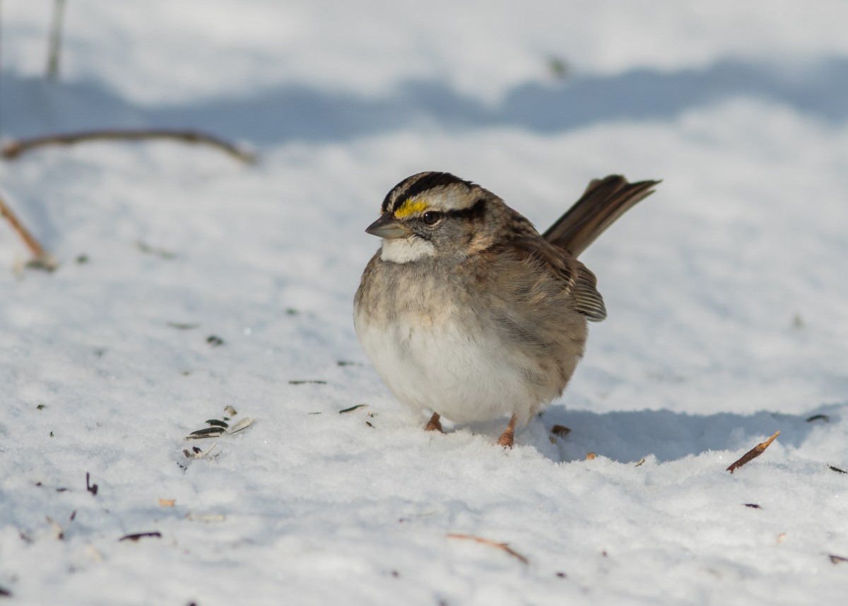 White-throated Sparrow - Ed Bremer