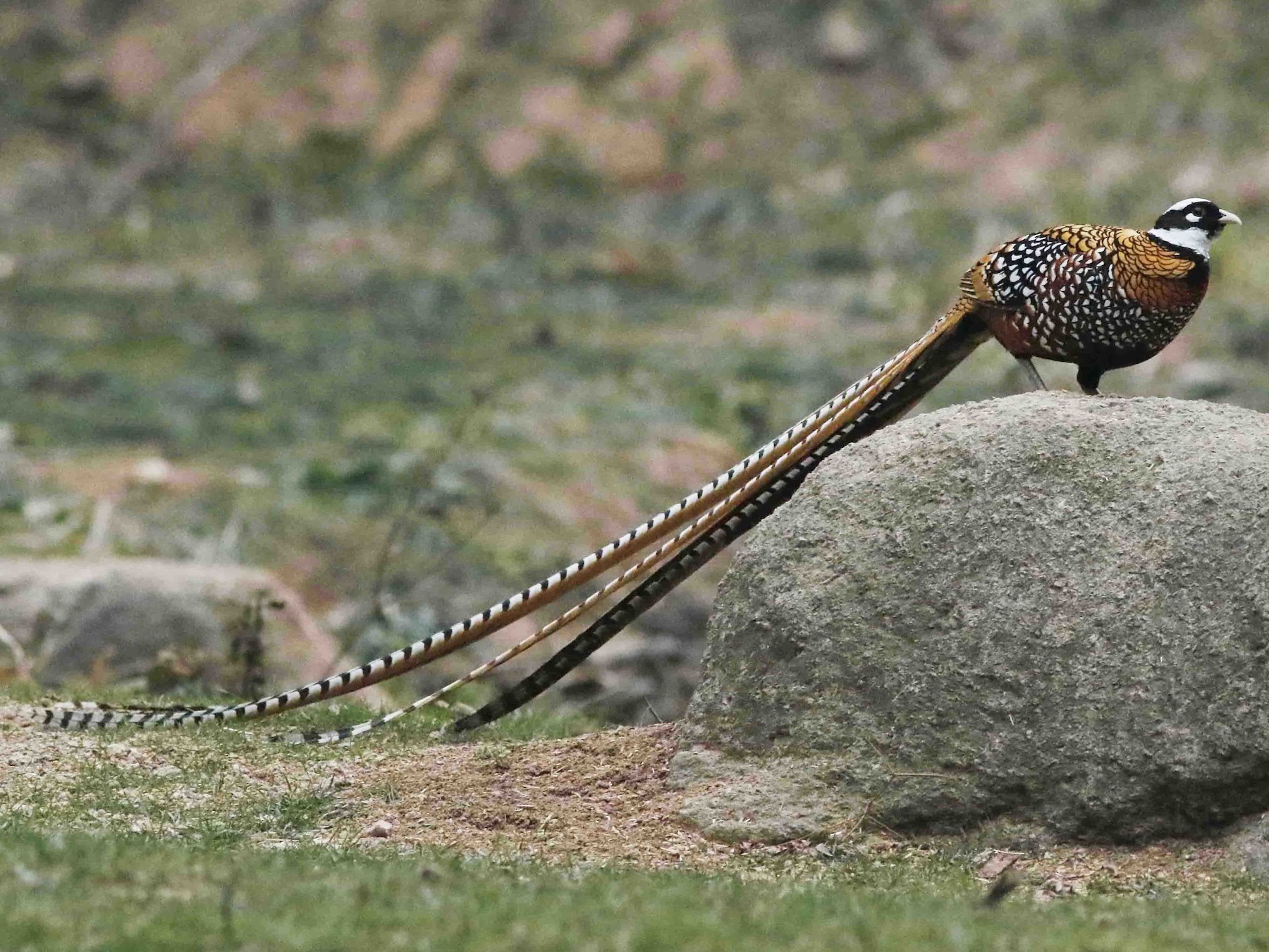 Reeves's Pheasant - David Beadle