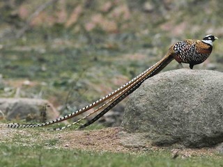  - Reeves's Pheasant