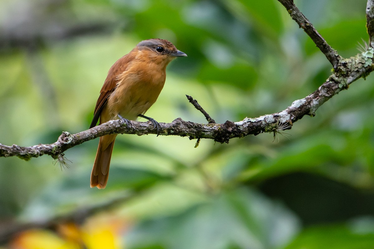 Chestnut-crowned Becard - Joao Quental JQuental