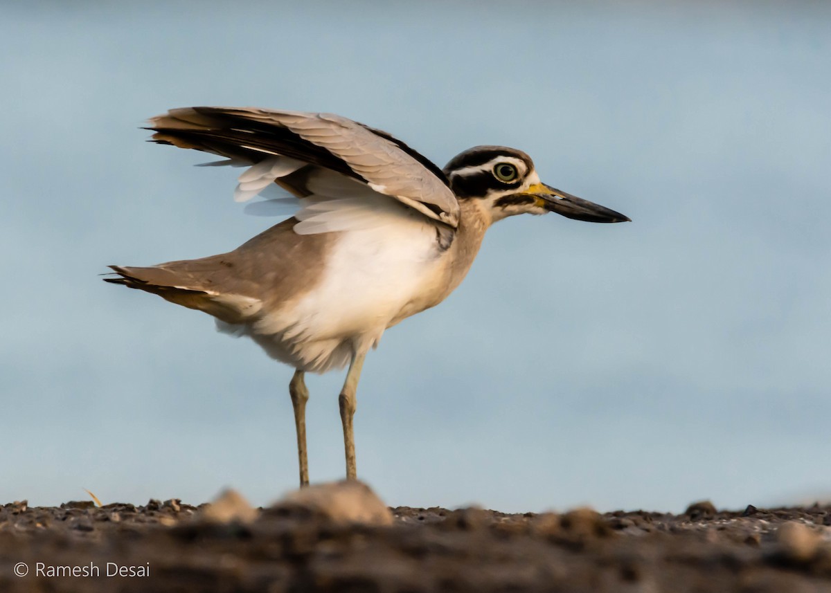 Great Thick-knee - ML143861961