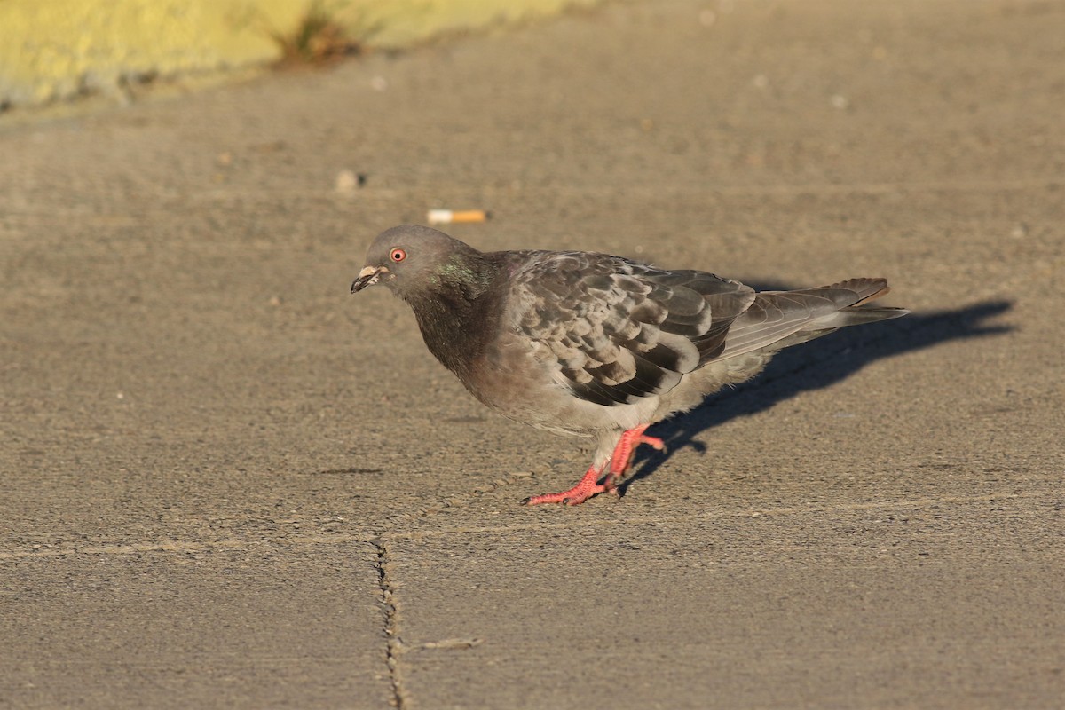 Rock Pigeon (Feral Pigeon) - ML143864561