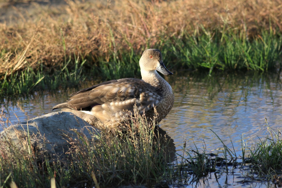 Crested Duck - ML143864601