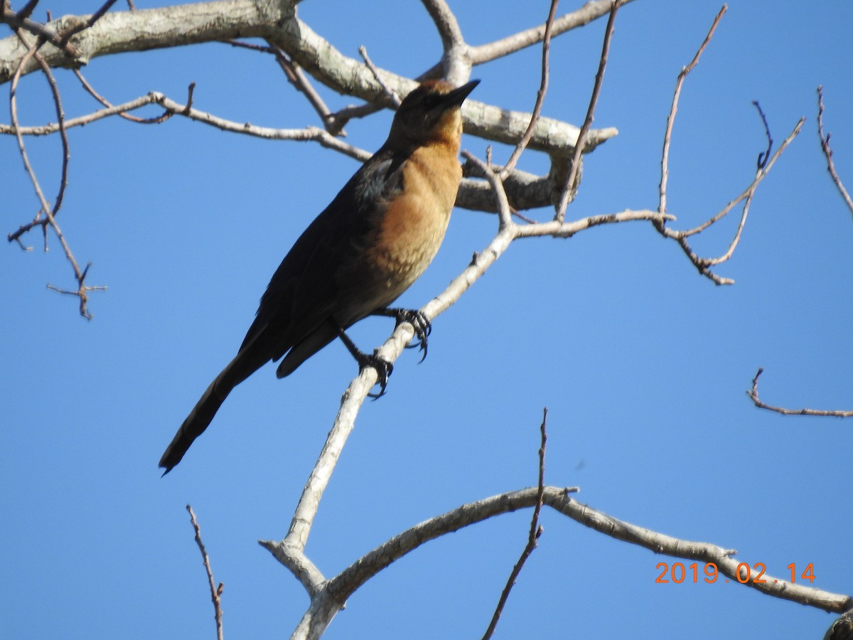 Boat-tailed Grackle - ML143865081