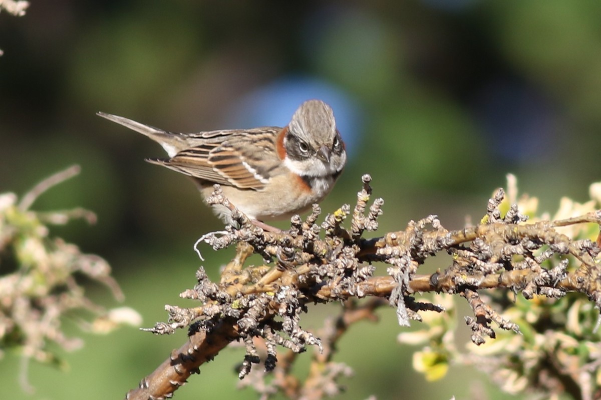 Rufous-collared Sparrow - ML143865421