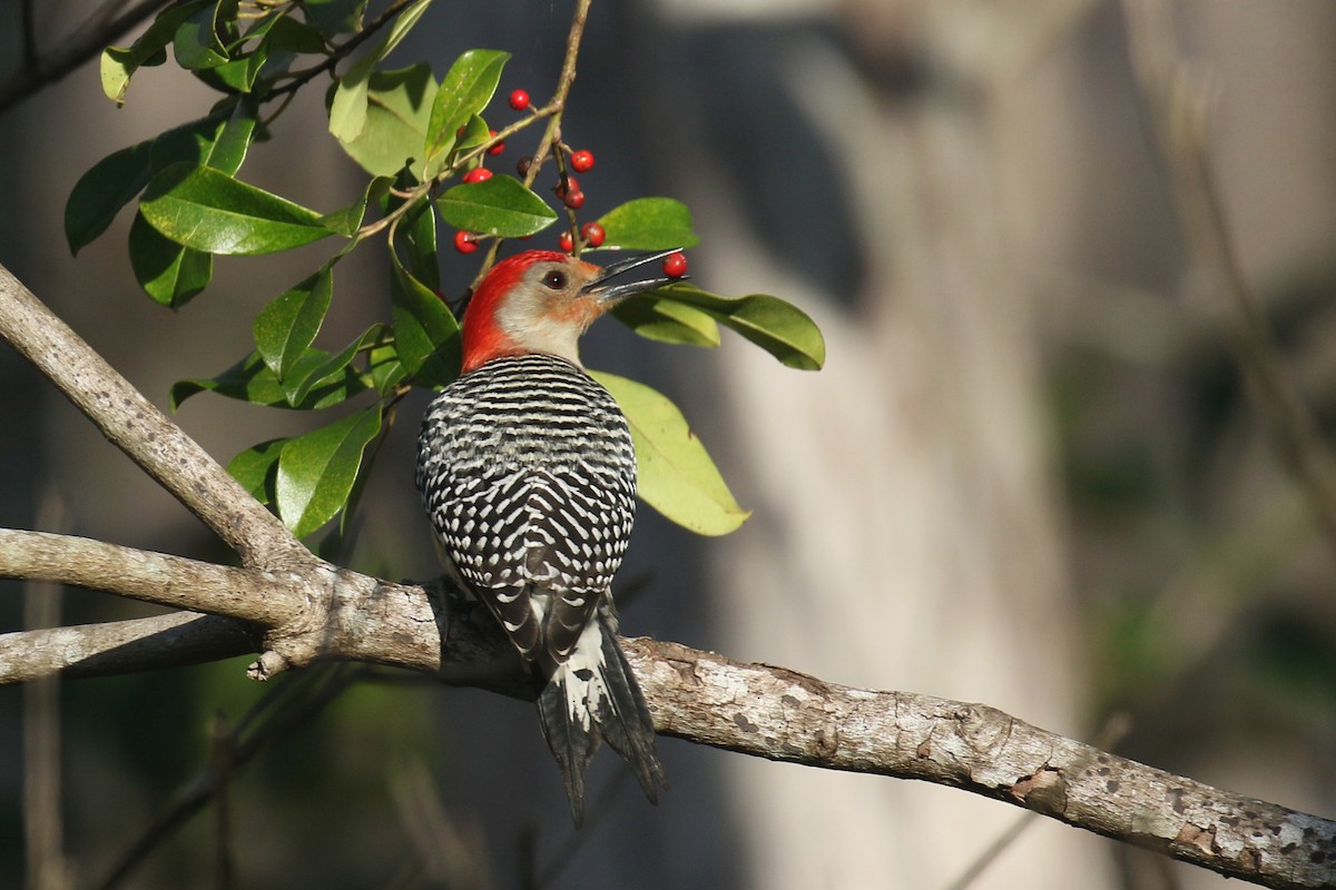Red-bellied Woodpecker - David Lang