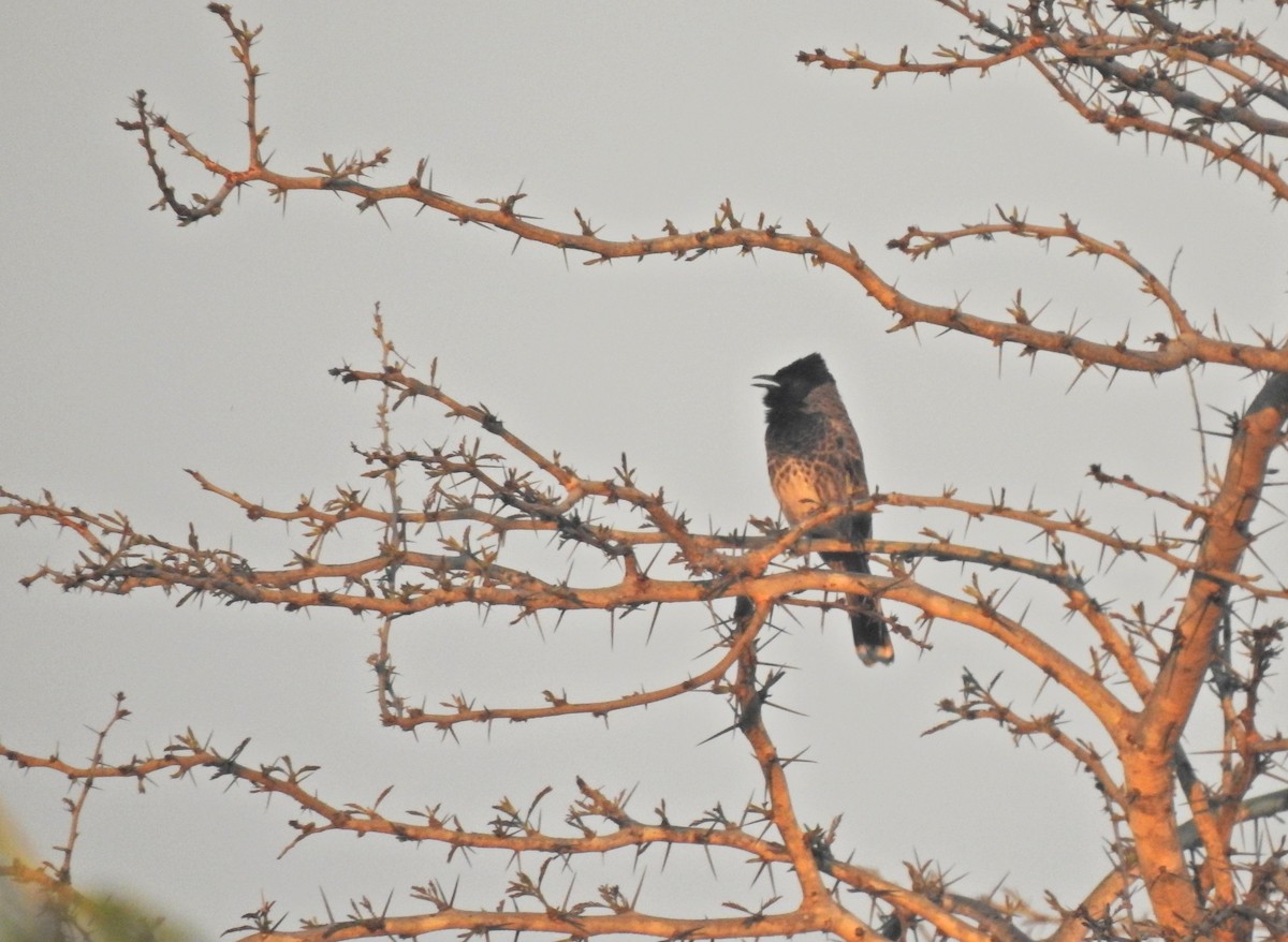 Red-vented Bulbul - ML143866711