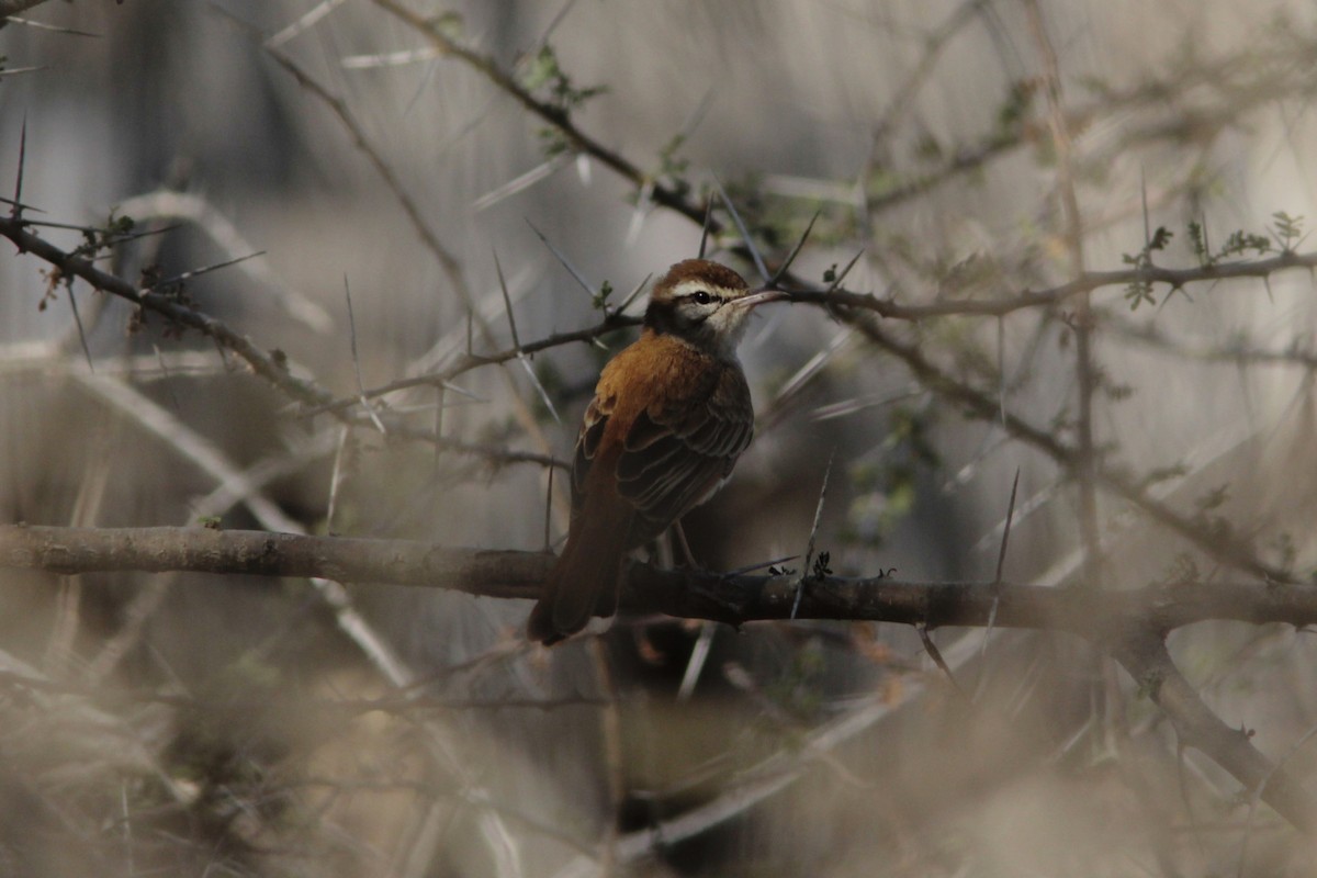 Rufous-tailed Scrub-Robin (African) - ML143867081