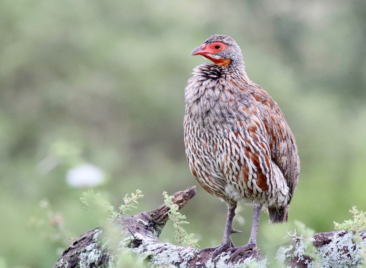 Gray-breasted Spurfowl - ML143871251