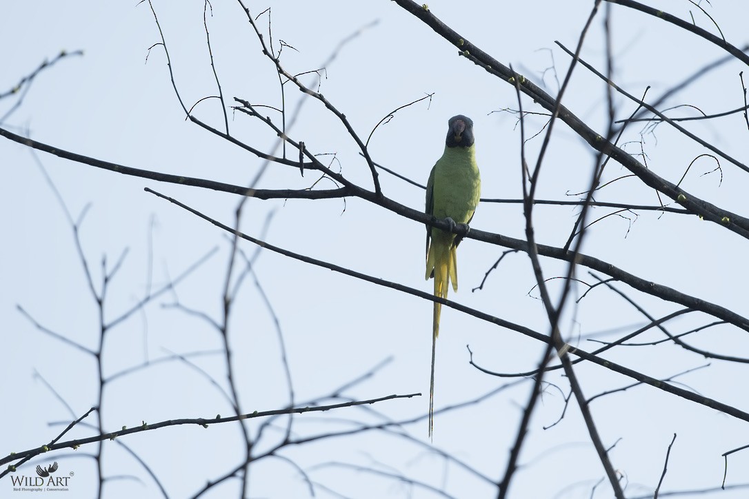 Gray-headed Parakeet - Esha Munshi