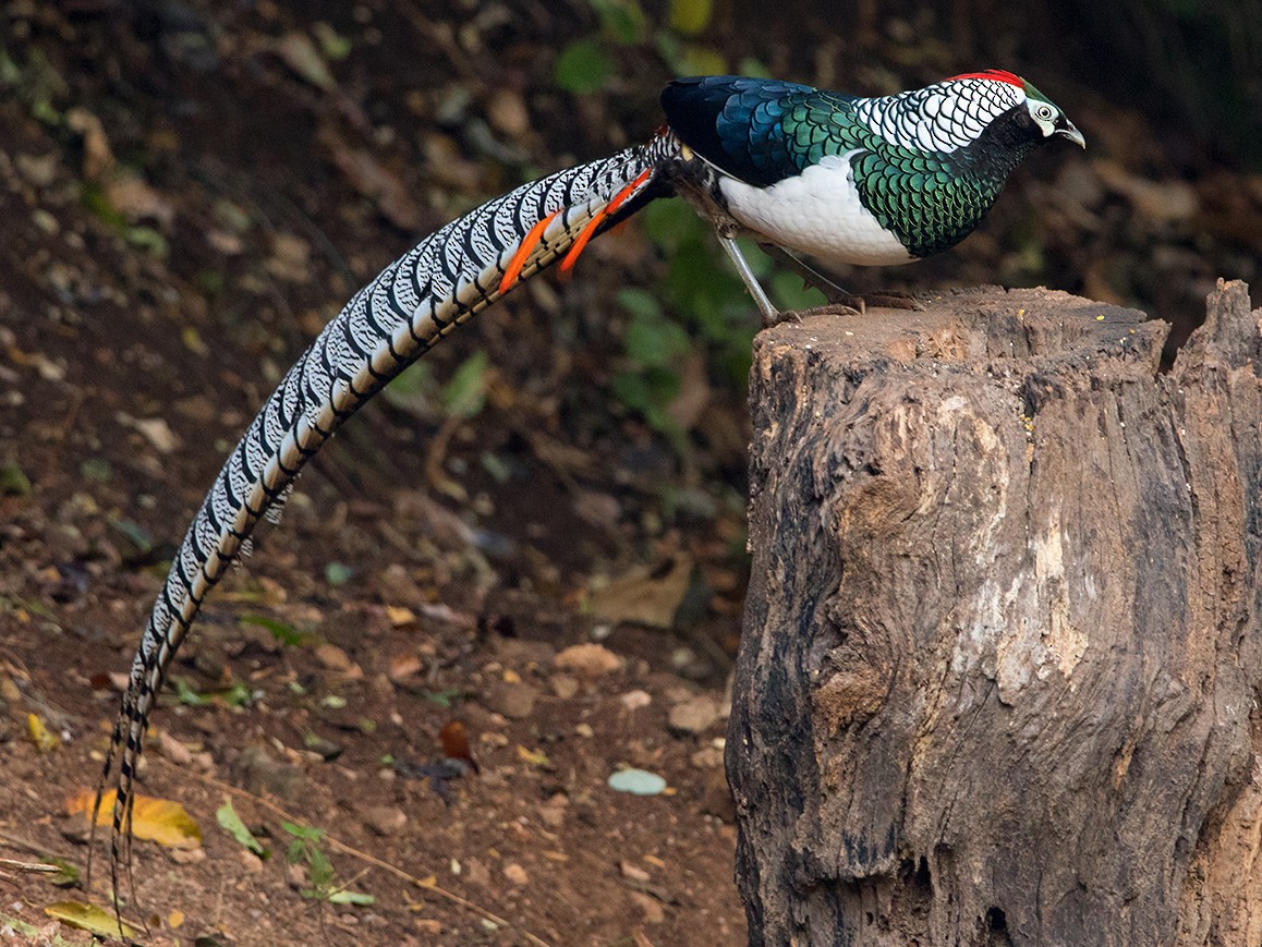 Lady Amherst's Pheasant - Chrysolophus amherstiae - Birds of the World