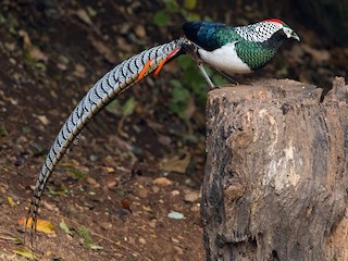  - Lady Amherst's Pheasant