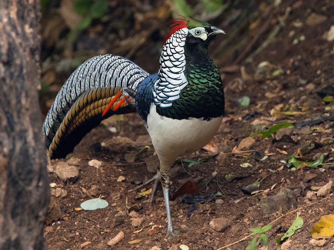 Lady Amherst's Pheasant - Ayuwat Jearwattanakanok