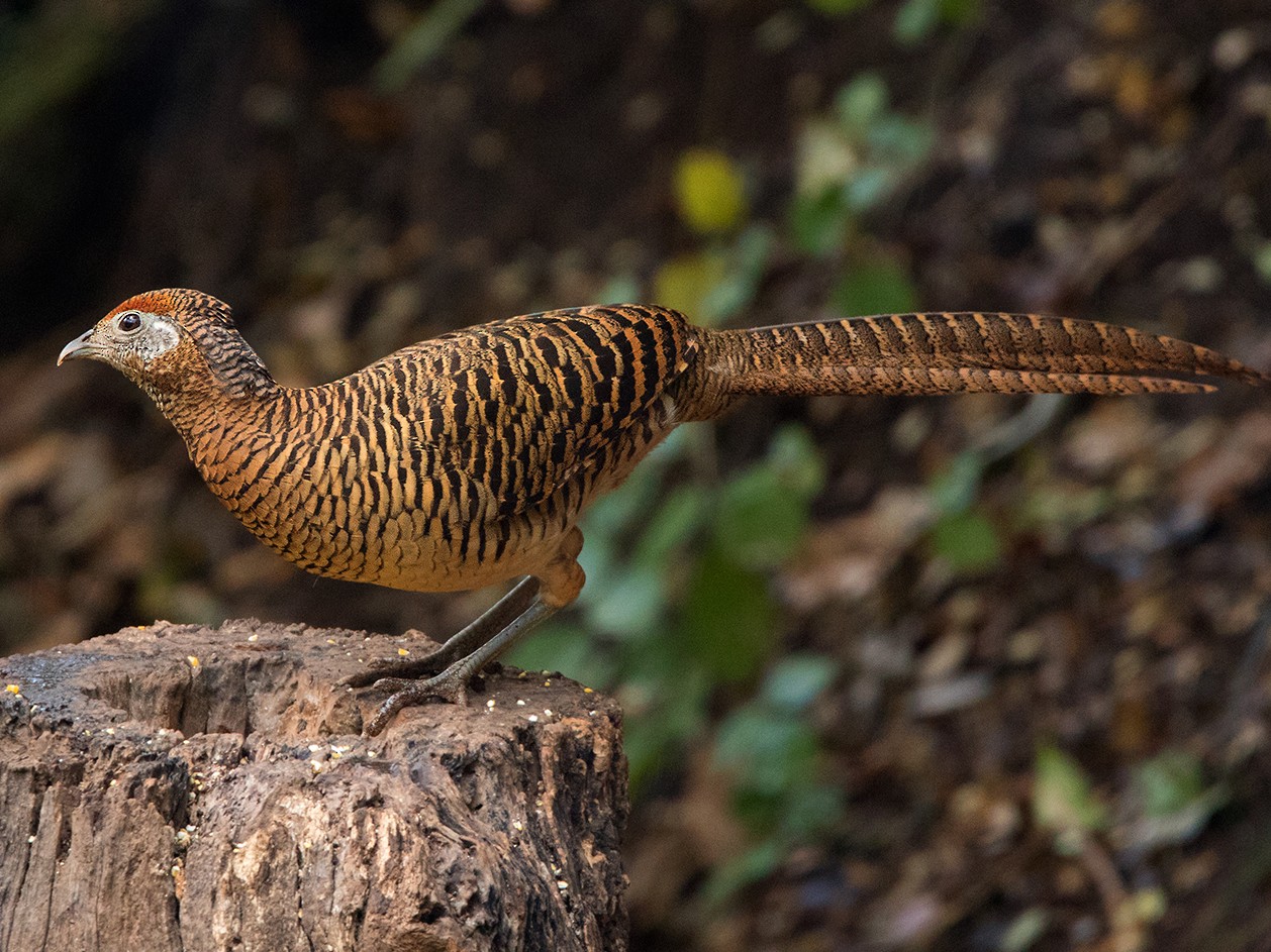 Lady Amherst's Pheasant - Ayuwat Jearwattanakanok