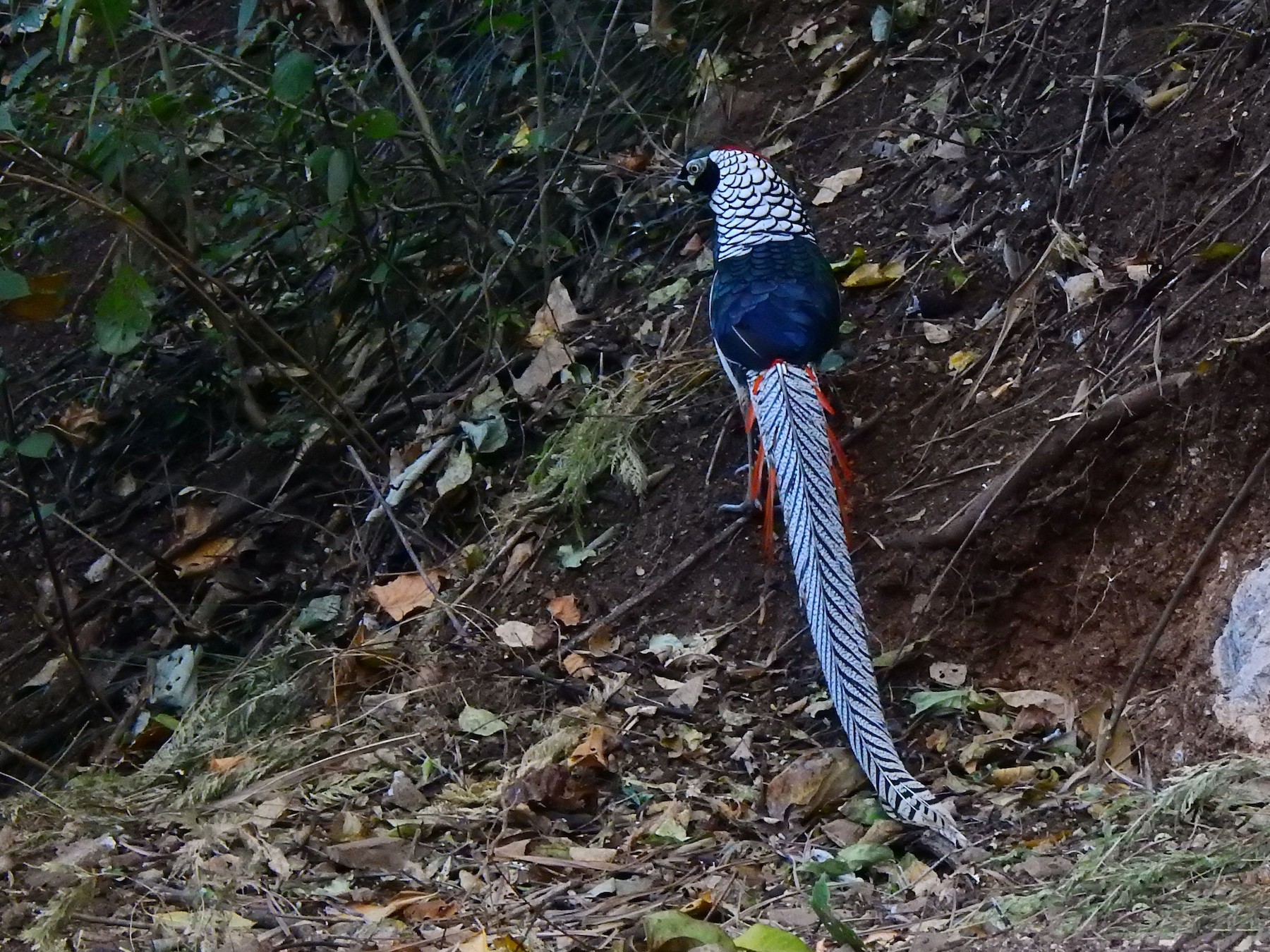 Lady Amherst's Pheasant