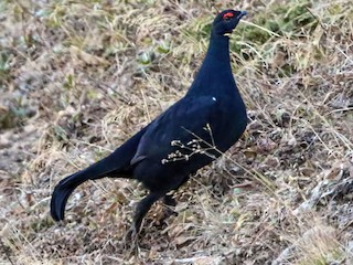  - Caucasian Grouse