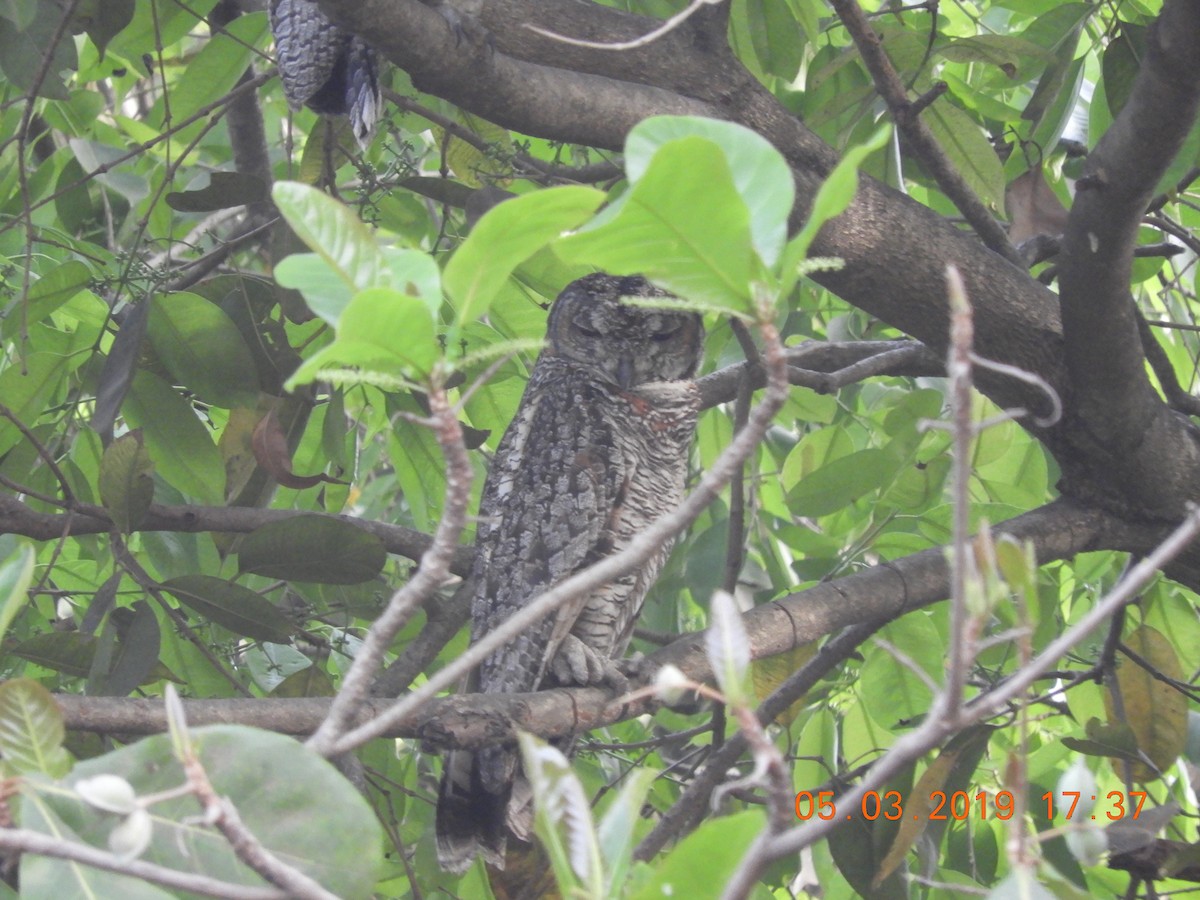 Mottled Wood-Owl - Sharad Apte